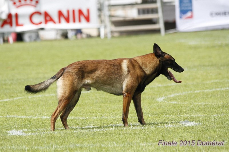 2015 domerat position.jpg